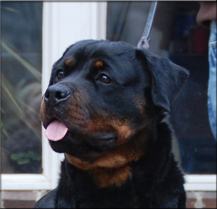 Joy vom Blaurasen - rottweiler