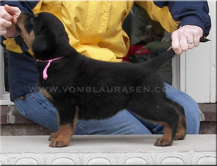 Joy vom Blaurasen - 7 wks  