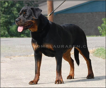 Joy vom Blaurasen | Rottweilers | Sire: Ramzes Crni Lotos Dam: Zurrotts Banja