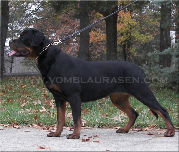Joy vom Blaurasen 12 months