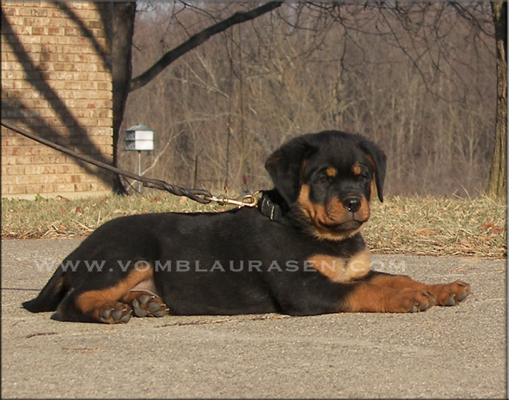 Katie vom Blaurasen | Rathko Crni Lotos x Zurrotts Banja