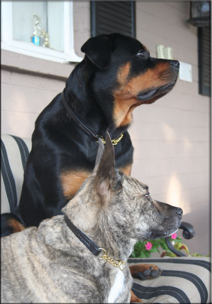 Lexi and Beau