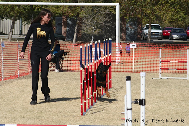 Rottweilers Agility