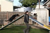 Lexi vom Blaurasen: Lexi Agility1