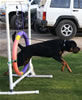 Lexi vom Blaurasen: Lexi Agility2