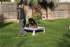 Lexi vom Blaurasen: Lexi Agility4