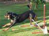 Lexi vom Blaurasen: Lexi Agility5