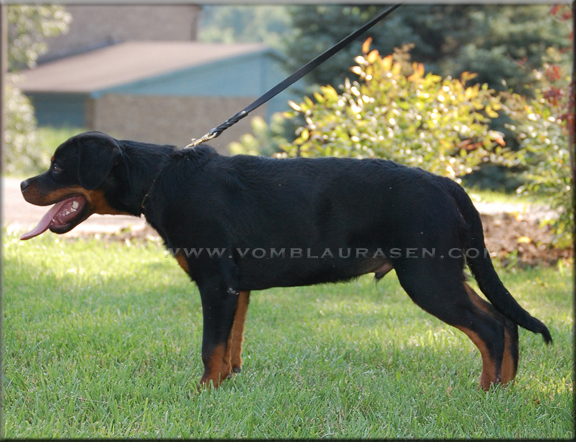 Luke vom Blaurasen | Sire: Quincy vom Plotzschgrund Dam: Meggi von Herrschaft