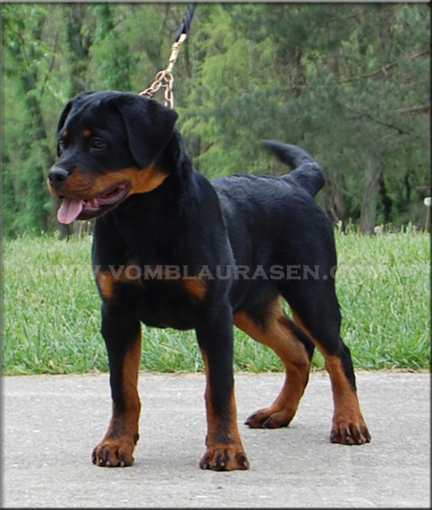 Luke vom Blaurasen | Sire: Quincy vom Plotzschgrund Dam: Meggi von Herrschaft