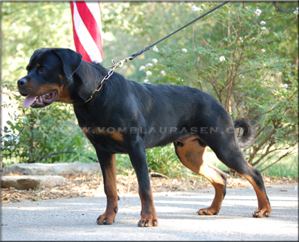 Luke vom Blaurasen   |  rottweilers  |   Sire: Quincy vom Plotzschgrund  |   Dam: Meggi von Herrschaft