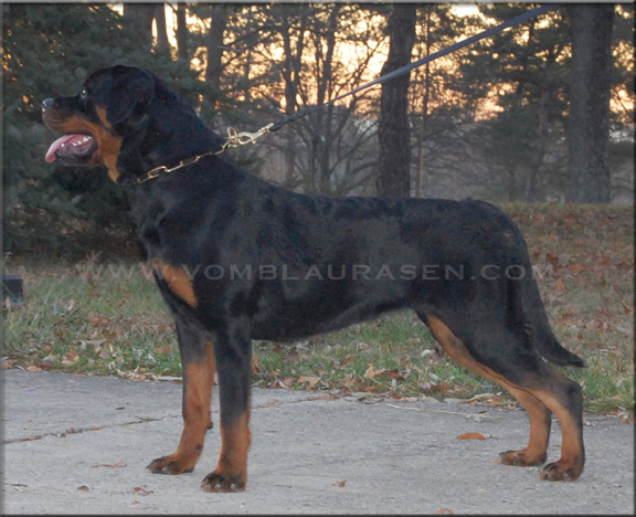 Mara vom Blaurasen | Rottweiler Female