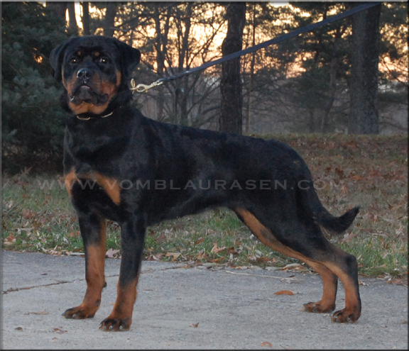 Mara vom Blaurasen - Rottweiler Female