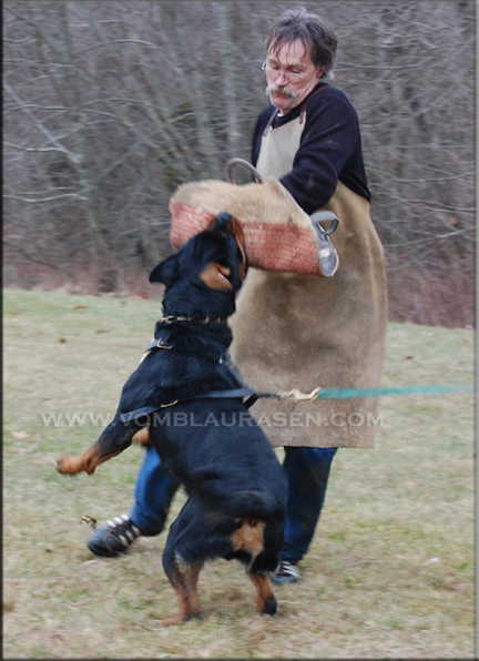 Muck vom Blaurasen, rottweiler males