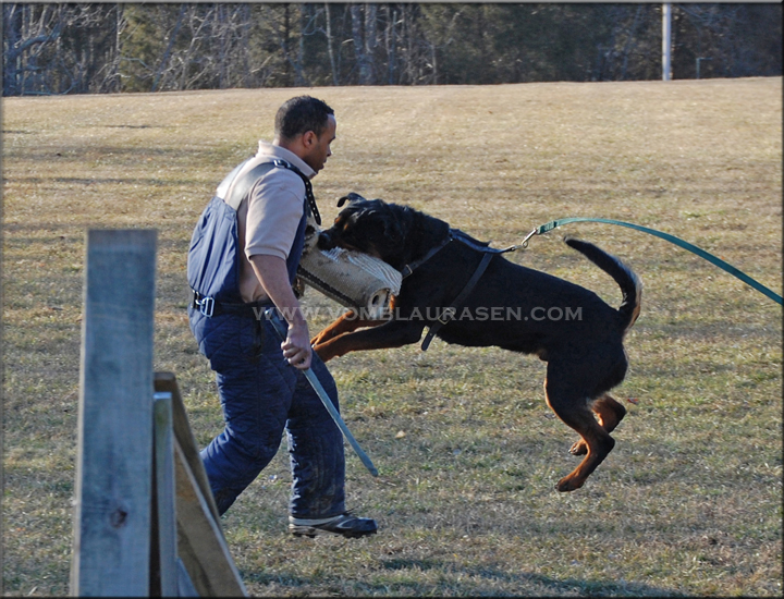 Muck vom Blaurasen, male rottweiler