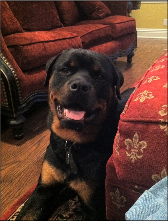 rottweilers