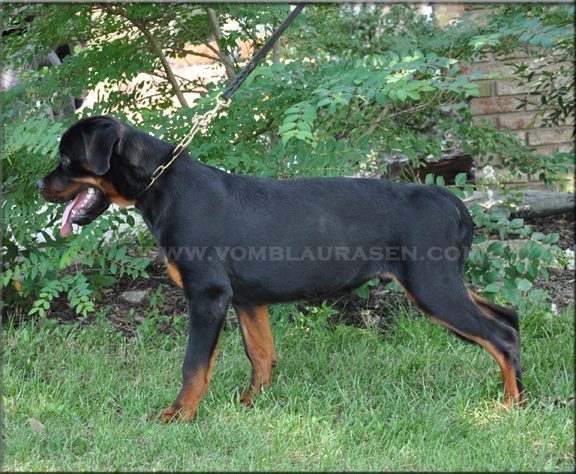 Wade vom Blaurasen, Sire: Muck vom Blaurasen | Dam: Joy vom Blaurasen