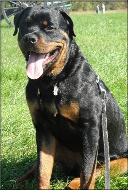 Whisky vom Blaurasen | Sire: Muck vom Blaurasen  | Dam: Joy vom Blaurasen