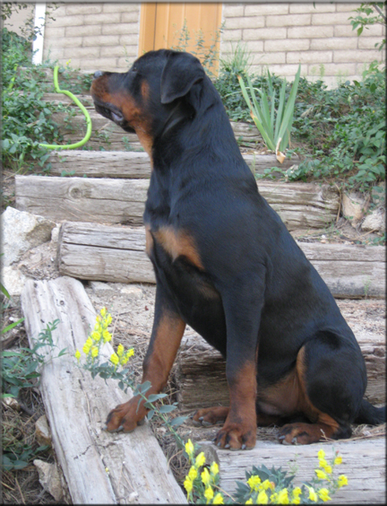 X Crixus vom Blaurasen, Sire: Muck vom Blaurasen | Dam: Katie vom Blaurasen