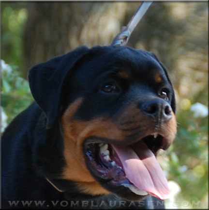 rottweiler male - Muck vom Blaurasen