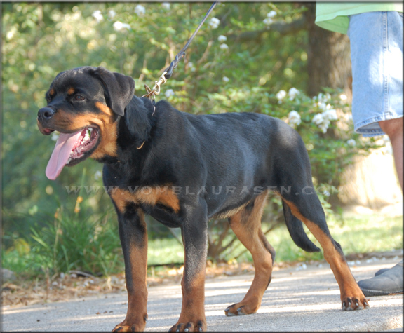 rottweiler male - Muck vom Blaurasen