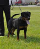 6-9 mth male rottweiler puppies: 0035 Axel Lordi Von Caprio VP1 And Best Male Puppy
