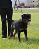6-9 mth male rottweiler puppies: 0036 Axel Lordi Von Caprio VP1 And Best Male Puppy