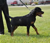 6-9 mth male rottweiler puppies: 0038 Axel Lordi Von Caprio VP1 And Best Male Puppy