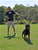 Rottweiler Youth 12-18 months: 0259 Accident Von Der Stark SG