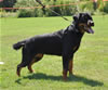Rottweiler Youth 12-18 months: 0261 Accident Von Der Stark SG