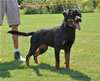 Rottweiler Youth 12-18 months: 0262 Accident Von Der Stark SG