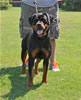 Rottweiler Youth 12-18 months: 0270 Accident Von Der Stark SG