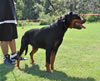 Rottweiler Youth 12-18 months: 0273 Yaffa Vom Vollenhaus SG4