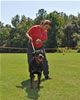 Rottweiler Youth 12-18 months: 0282 Ketelhaus Under My Umbrella SG