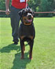 Rottweiler Youth 12-18 months: 0284 Ketelhaus Under My Umbrella SG