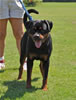 Rottweiler Youth 12-18 months: 0289 Indra Von Evman V2