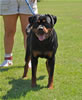 Rottweiler Youth 12-18 months: 0291 Indra Von Evman V2