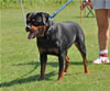 Rottweiler Youth 12-18 months: 0292 Indra Von Evman V2