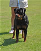 Rottweiler Youth 12-18 months: 0294 Indra Von Evman V2