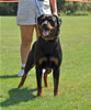 Rottweiler Youth 12-18 months: 0297 Isis Von Evman V1