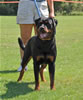 Rottweiler Youth 12-18 months: 0298 Isis Von Evman V1