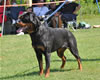 Rottweiler Youth 12-18 months: 0300 Isis Von Evman V1