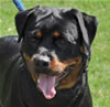 Rottweiler Youth 12-18 months: 0301 Isis Von Evman V1