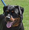Rottweiler Youth 12-18 months: 0302 Isis Von Evman V1