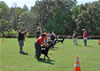 Rottweiler Youth 12-18 months: 0303