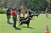 Rottweiler Youth 12-18 months: 0304