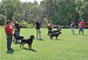 Rottweiler Youth 12-18 months: 0306