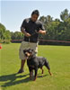 Rottweiler females 18-24 months: 0344 Olivia Von Der Alten Welt V1 Best Youth Female