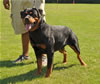 Rottweiler females 18-24 months: 0345 Olivia Von Der Alten Welt V1 Best Youth Female