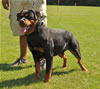 Rottweiler females 18-24 months: 0346 Olivia Von Der Alten Welt V1 Best Youth Female