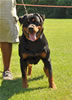Rottweiler females 18-24 months: 0348 Olivia Von Der Alten Welt V1 Best Youth Female